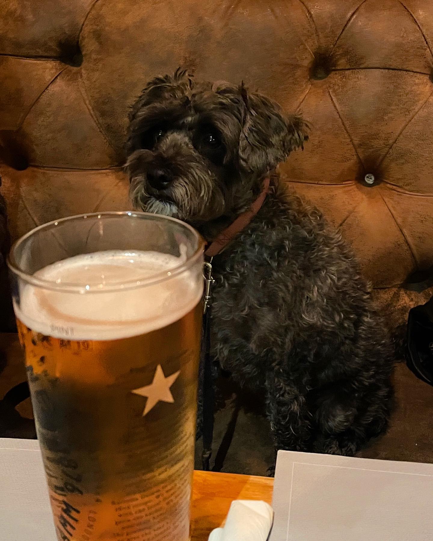 Pubissa #uk #england #miltonkeynes #stonystratford #pub #beer #dog #doggo #pubfriend #poppy #metaldetecting #koirakaveri #metallinetsintä #englanti #weekendwaderers